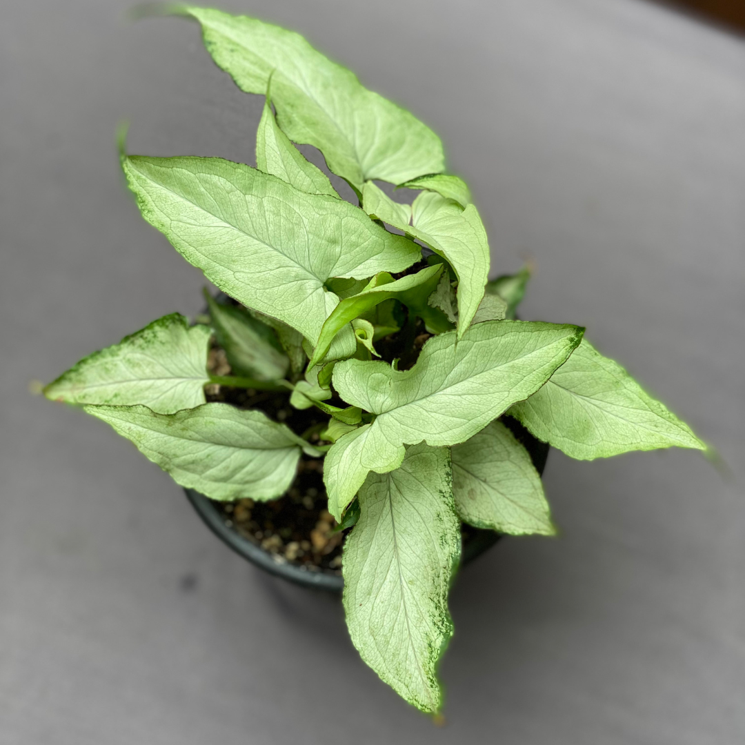 Syngonium Silver Fox: Guía completa de cuidados