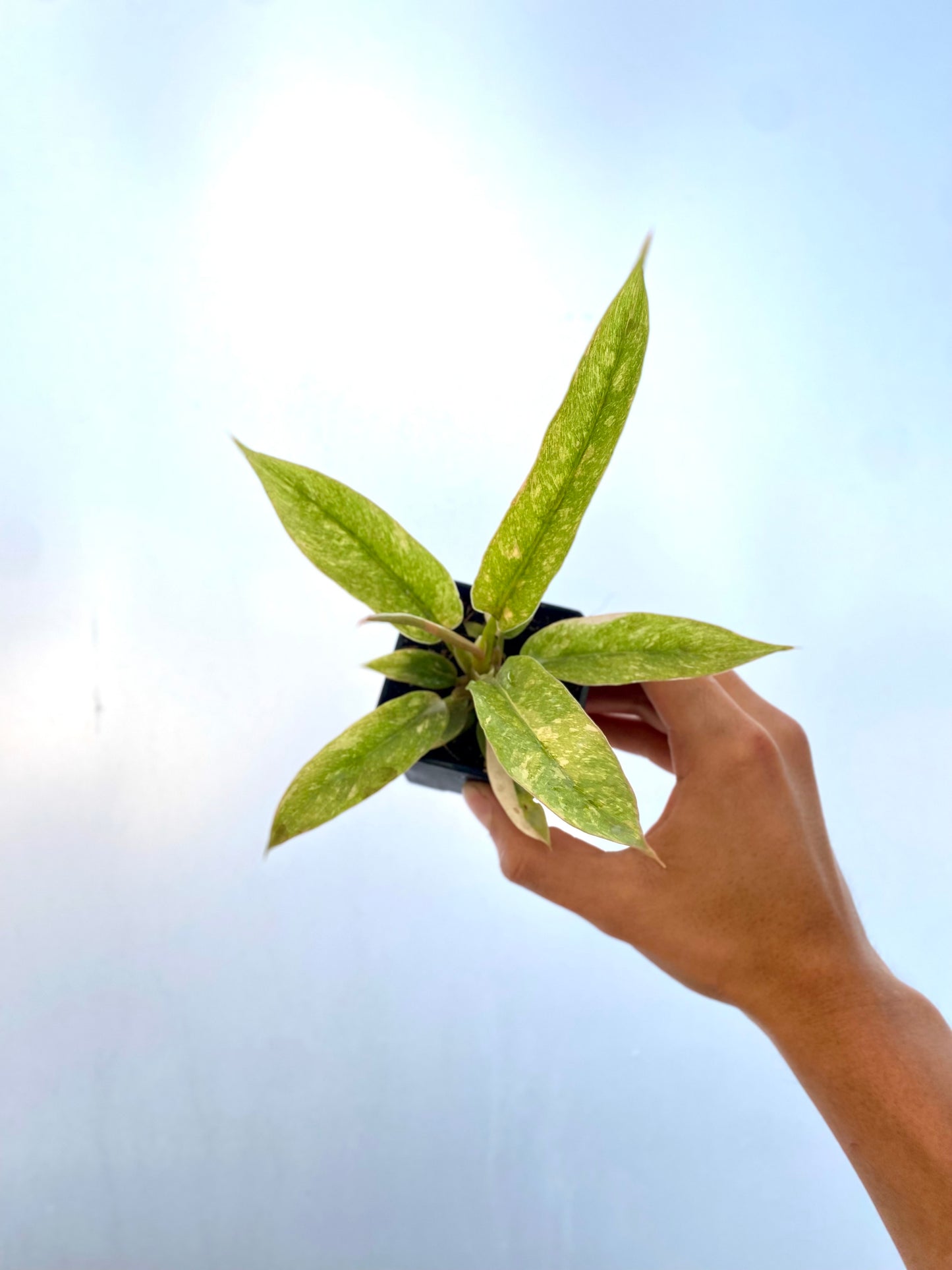 Filodendro - Philodendron Ring of Fire