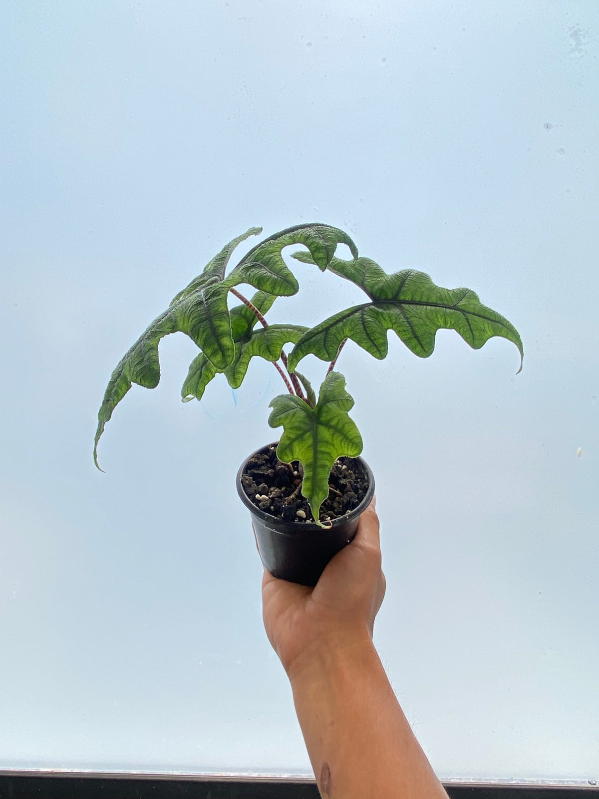 Alocasia Jacklyn - Planta exótica