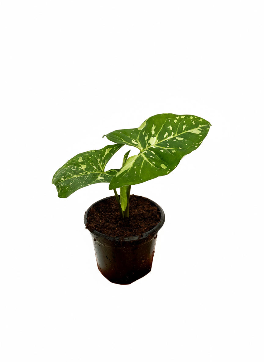 Singonio Panda Galaxy | Syngonium panda galaxy