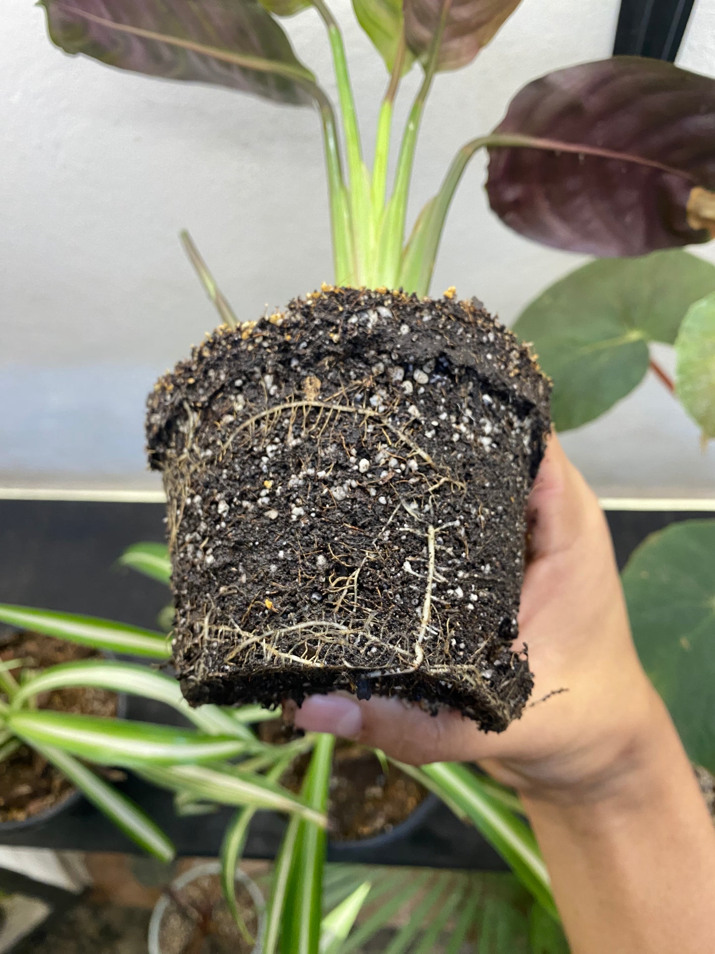 Sustrato de Propagación | Mezcla Estéril para Esquejes y Germinación – Peat Moss, Perlita y Vermiculita