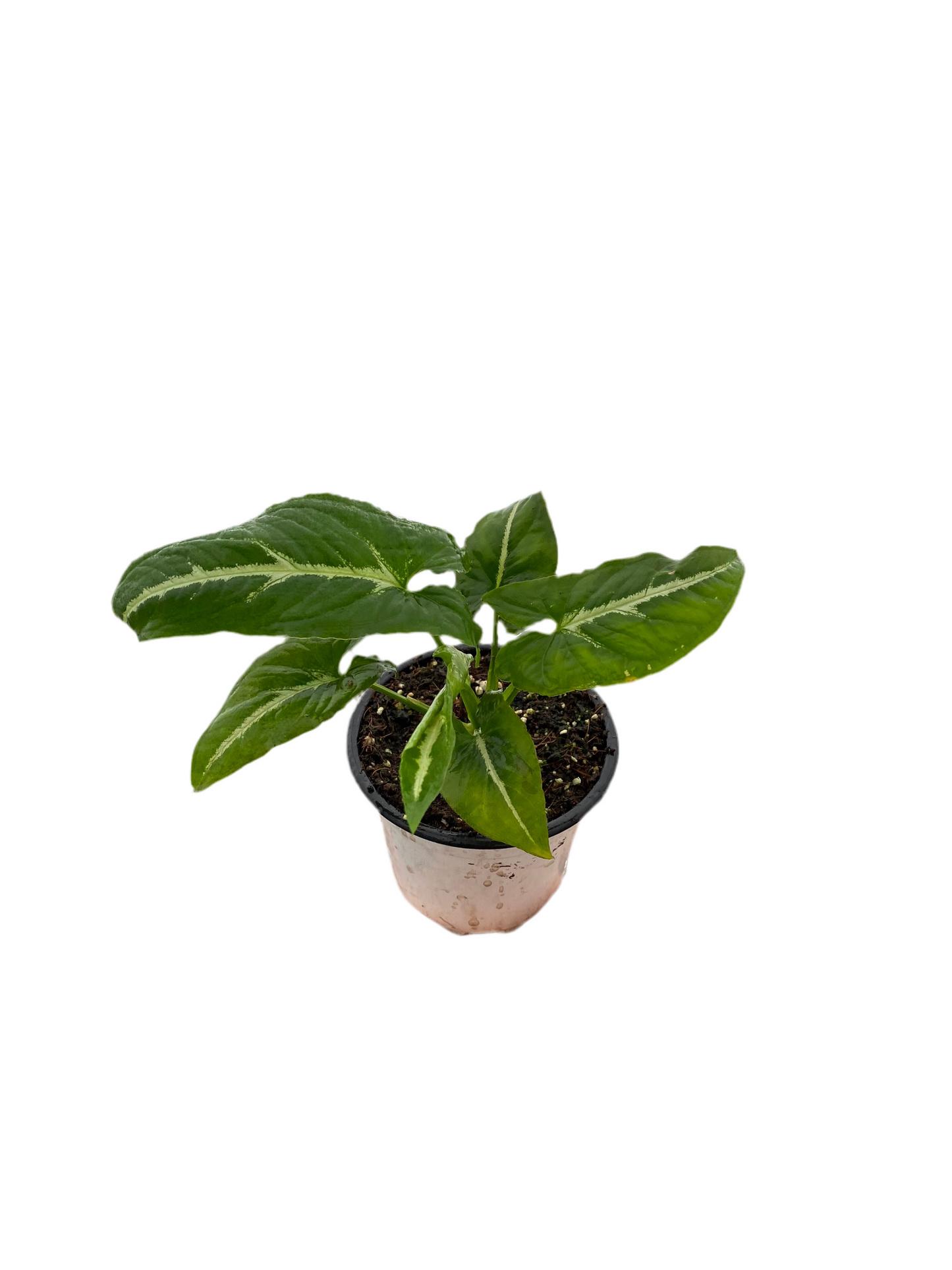 Singonio Wendlandii