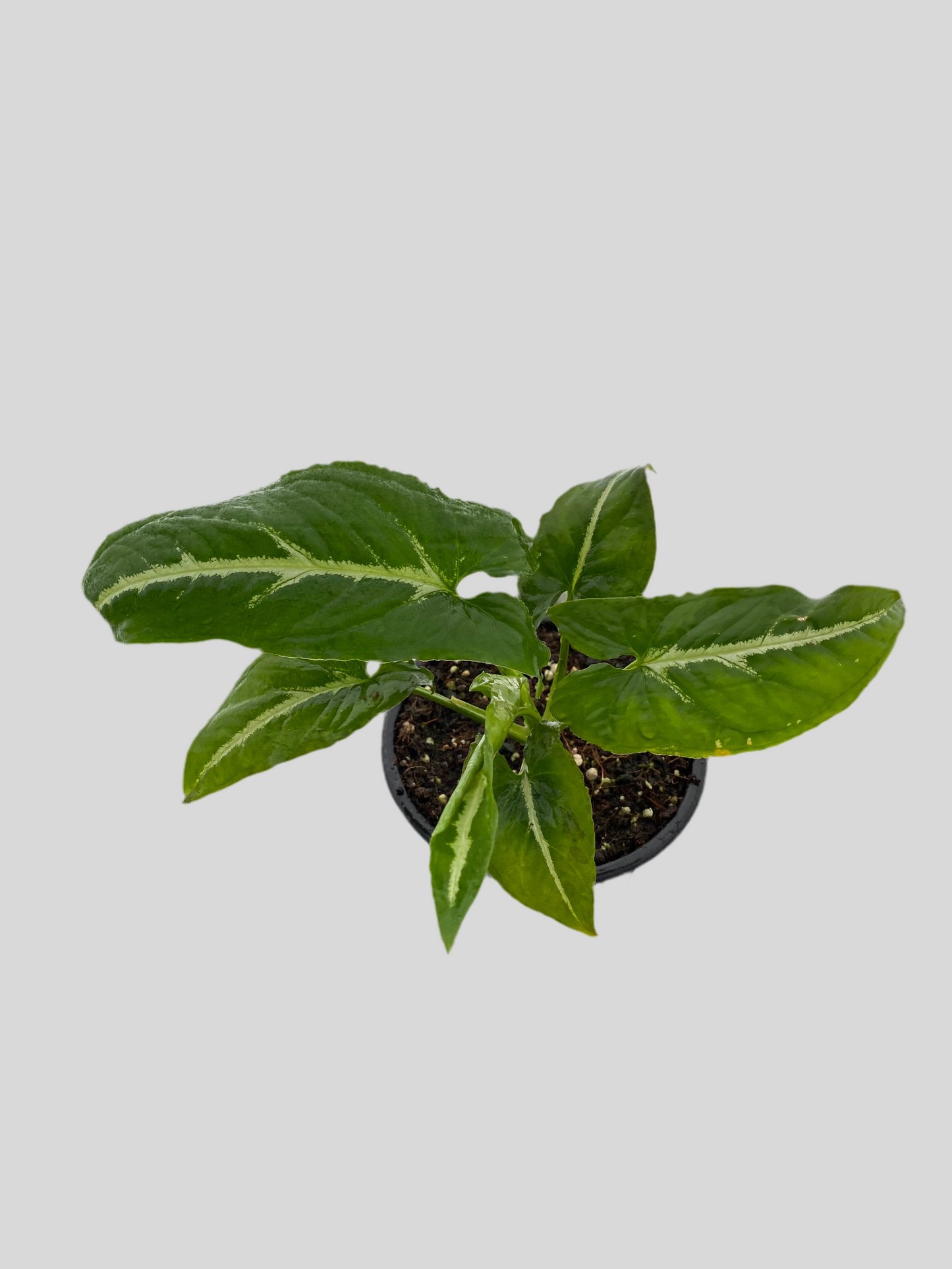 Singonio Wendlandii