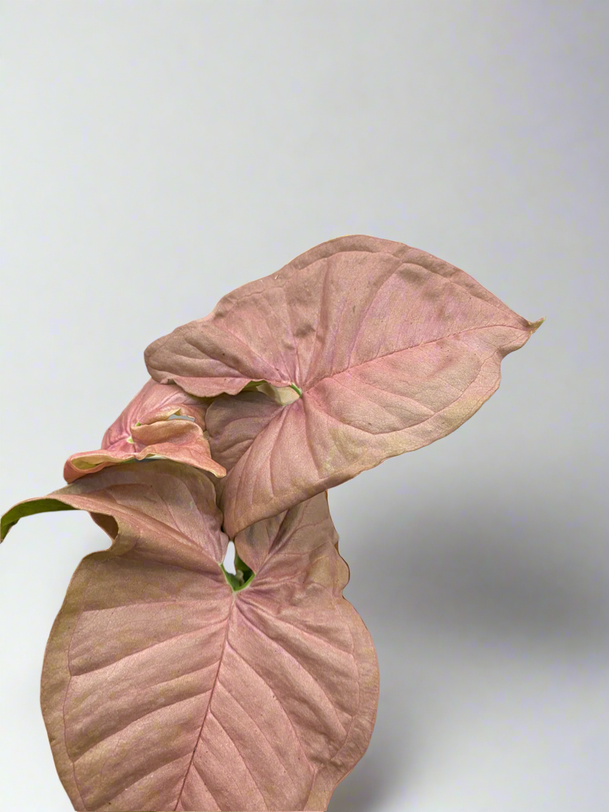 Singonio Pink Neon - Singonio pink robusta