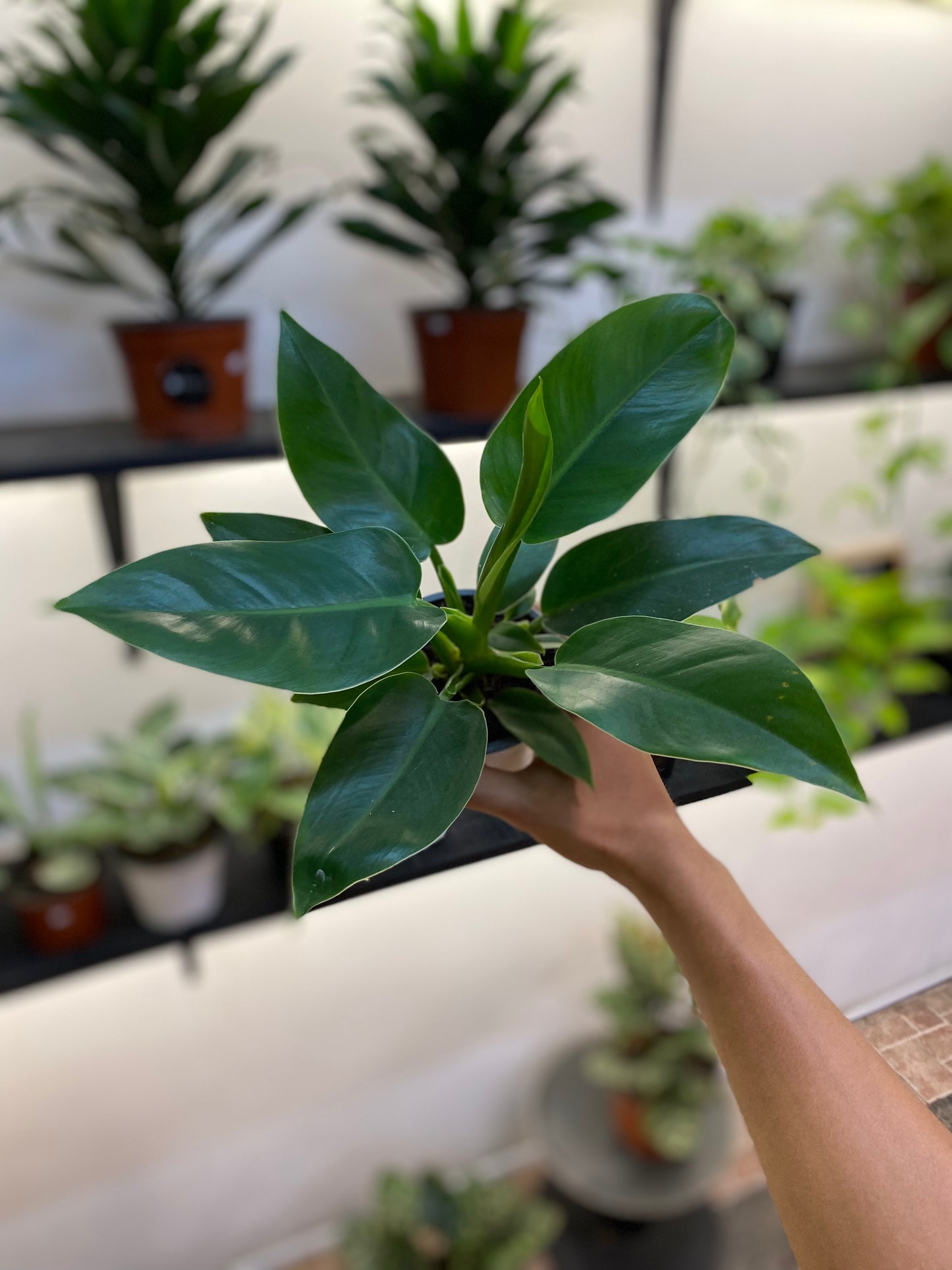 Filodendro imperial verde
