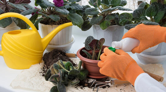 Guía Práctica Paso a Paso sobre Fertilización: ¡No olvides que tus plantas necesitan comer!