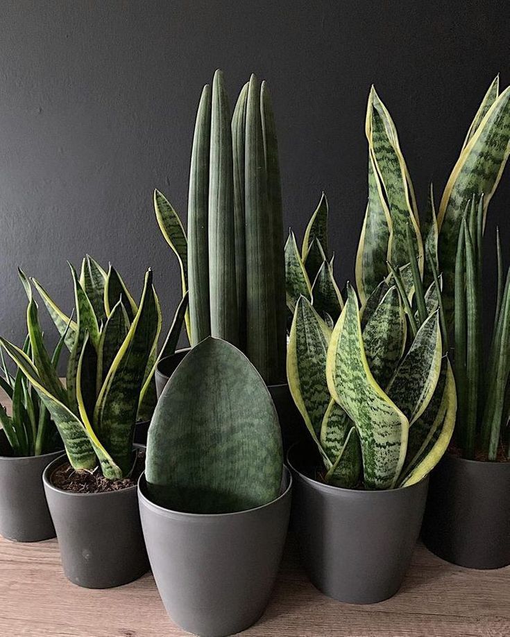 Sansevierias: Robustas, peculiares y resistentes.