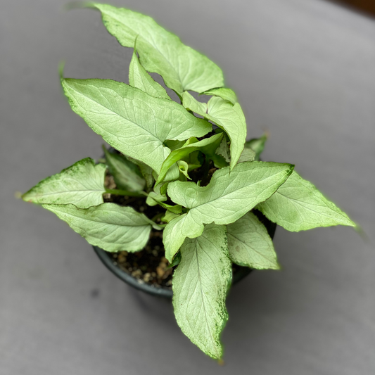Syngonium Silver Fox: Guía completa de cuidados
