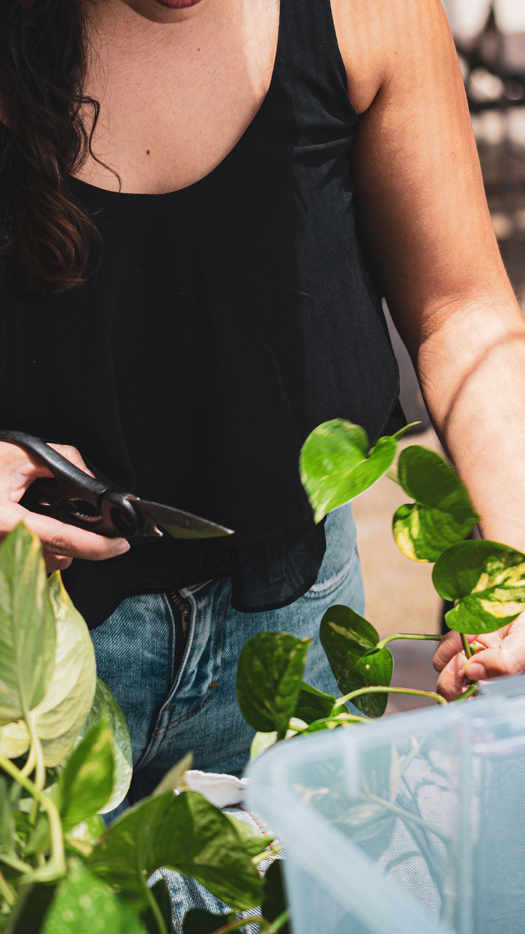 Cuidado de Plantas y Accesorios