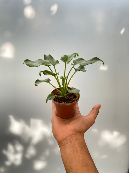 Filodendro Xanadú Miniatura