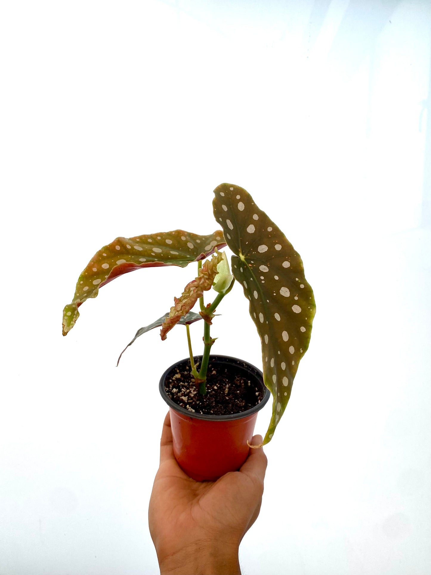 Begonia Maculatta Wightii