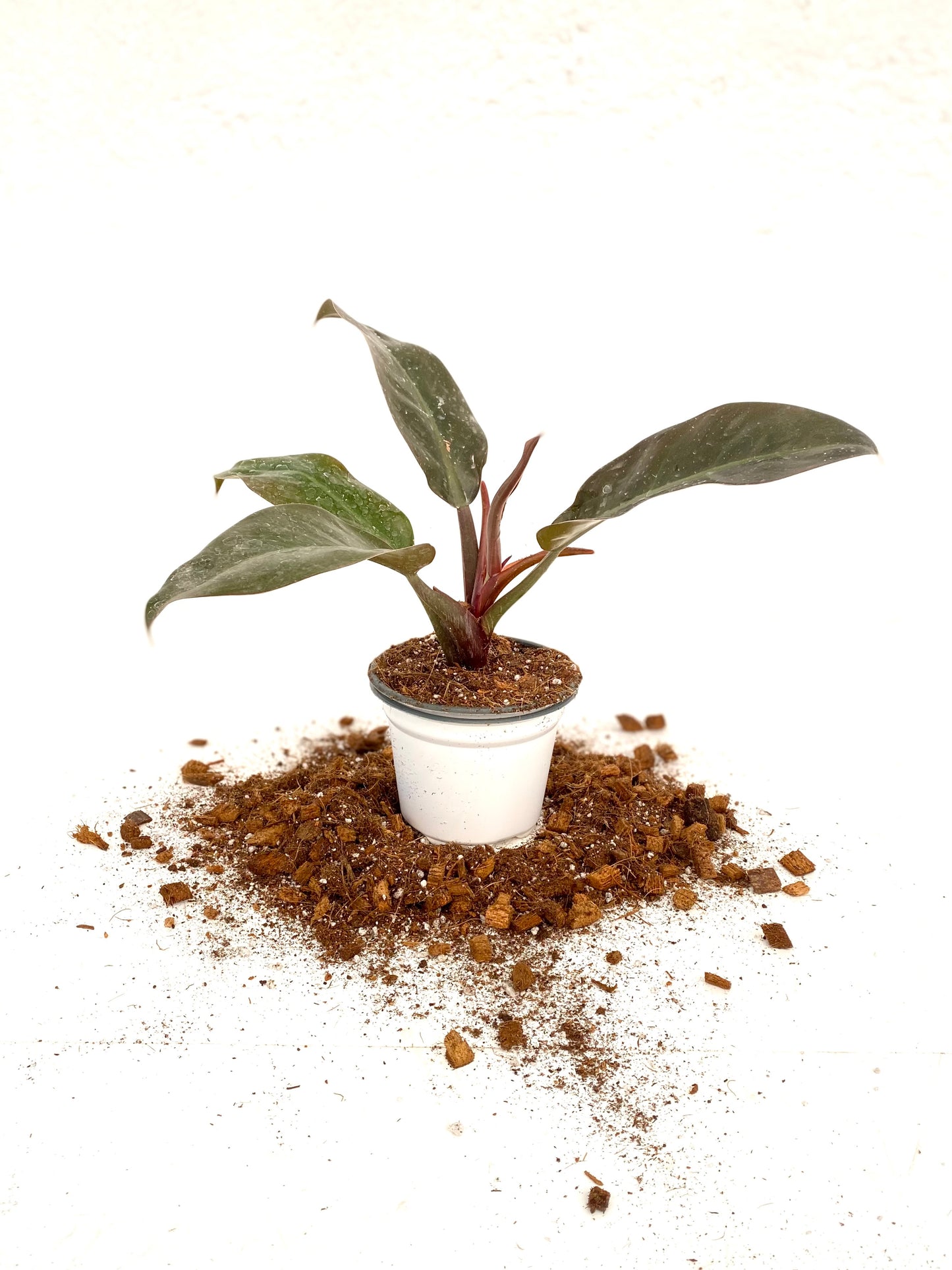 Sustrato Aroid Mix | Ideal para Filodendros, Alocasias y Anturios – Mezcla Premium Aireada y Nutritiva