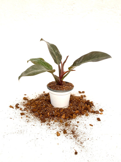 Sustrato Aroid Mix | Ideal para Filodendros, Alocasias y Anturios – Mezcla Premium Aireada y Nutritiva