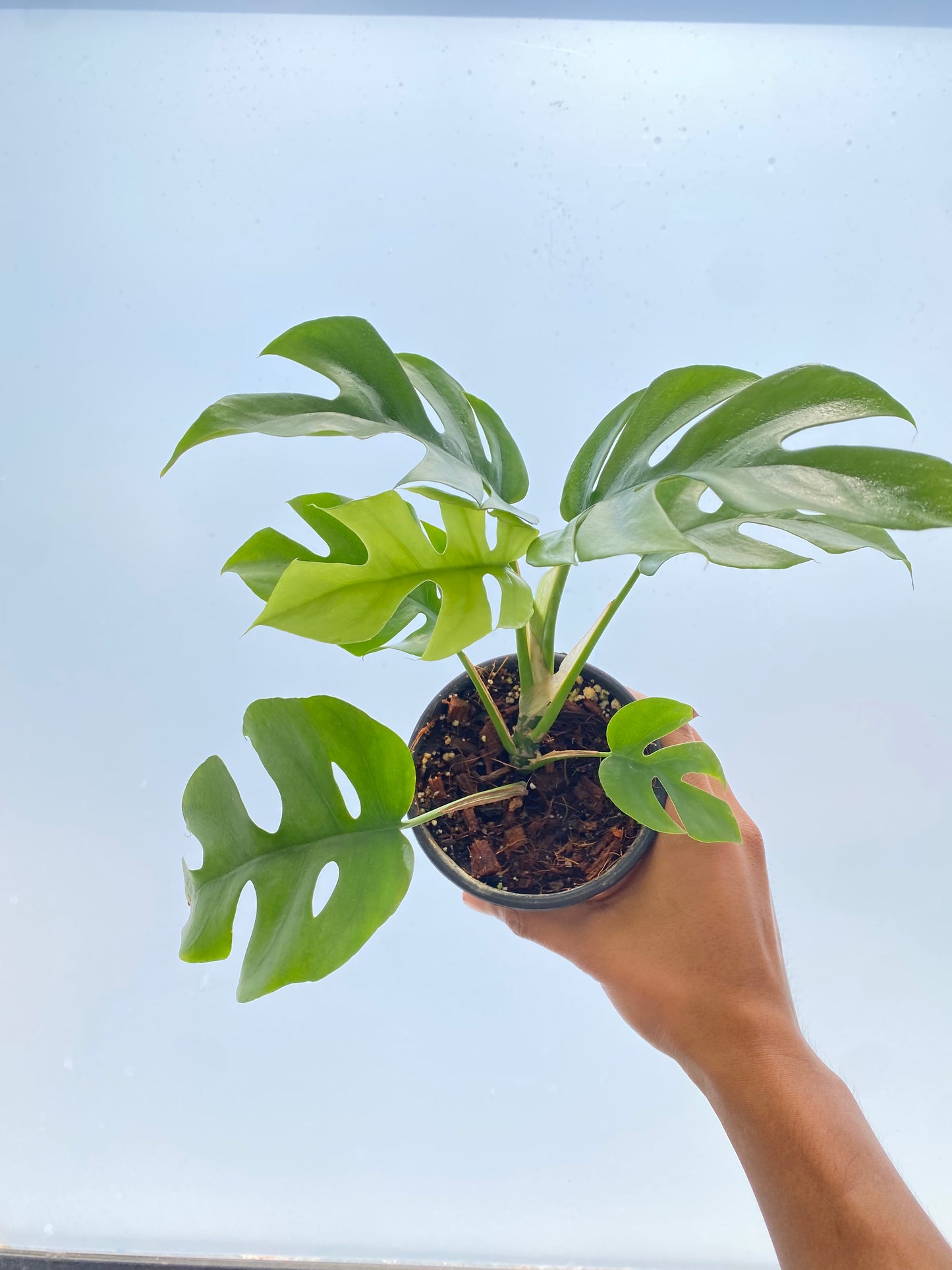 Raphidophora tetrasperma | Mini Monstera - Monstera minima