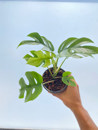 Raphidophora tetrasperma | Mini Monstera - Monstera minima