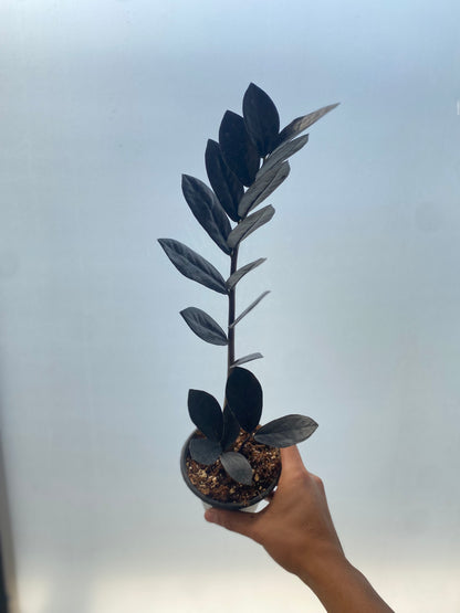 Zz Black Raven - Zamioculcas zamiifolia ‘Black raven’