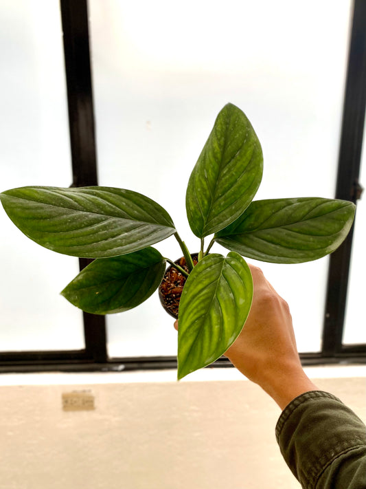 Monstera pinnatipartita (Estado Juvenil)