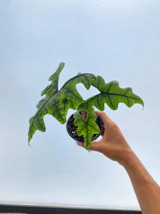Alocasia Jacklyn - Planta exótica