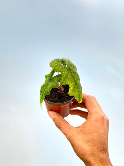 Alocasia Jacklyn - Planta exótica