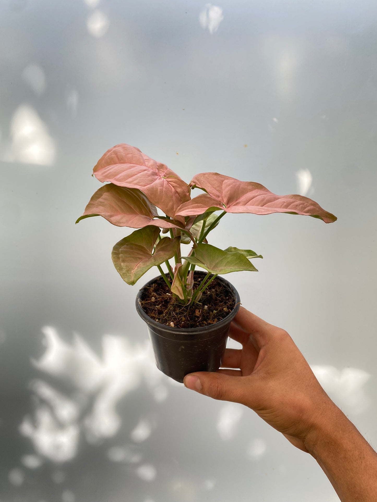 Singonio Pink Neon - Singonio pink robusta