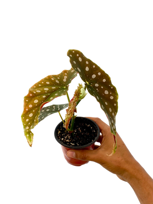 Begonia Maculatta Wightii