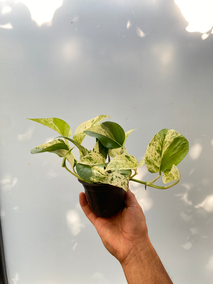Pothos marble queen