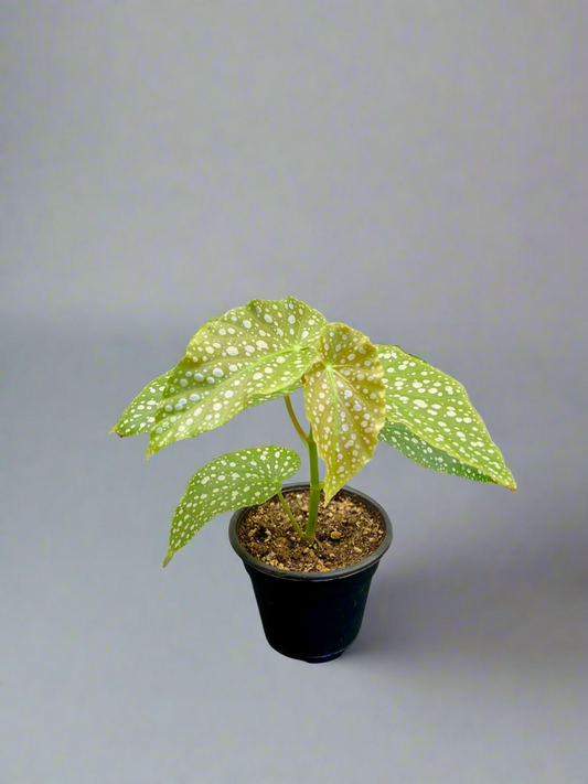 Begonia Maculata
