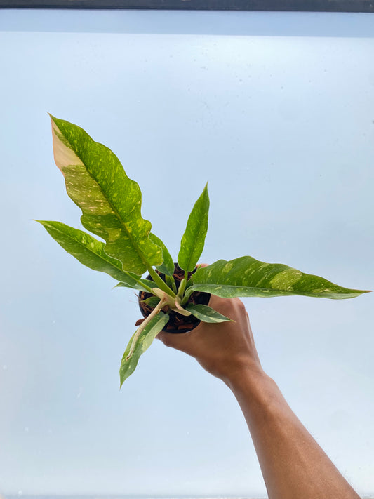 Filodendro - Philodendron Ring of Fire