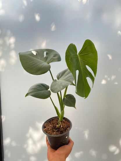 Monstera Deliciosa - Planta de interior tropical