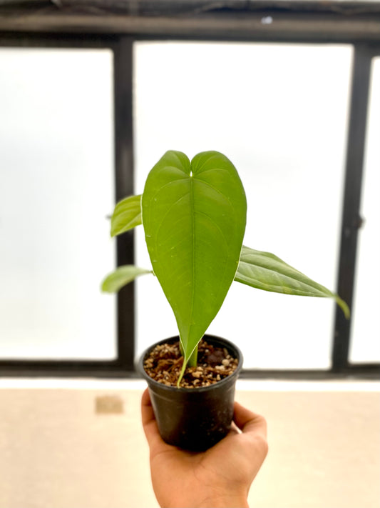 Singonio Chiapense - Syngonium chiapense | Planta Tropical Nativa de México