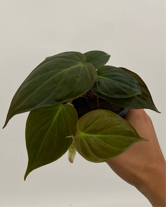 Filodendro Micans | Red