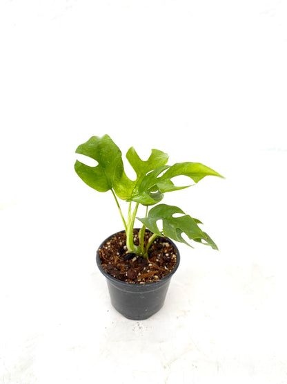 Raphidophora tetrasperma | Mini Monstera - Monstera minima