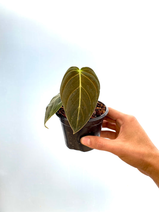 Filodendro Melanochrysum - Philodendron Melanochrysum