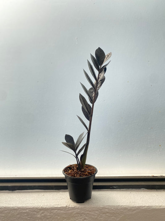 Zz Black Raven - Zamioculcas zamiifolia ‘Black raven’