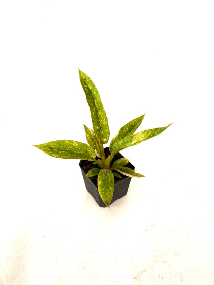 Filodendro - Philodendron Ring of Fire