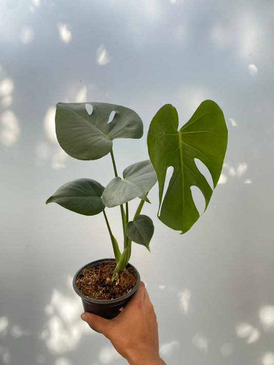 Monstera Deliciosa - Planta de interior tropical