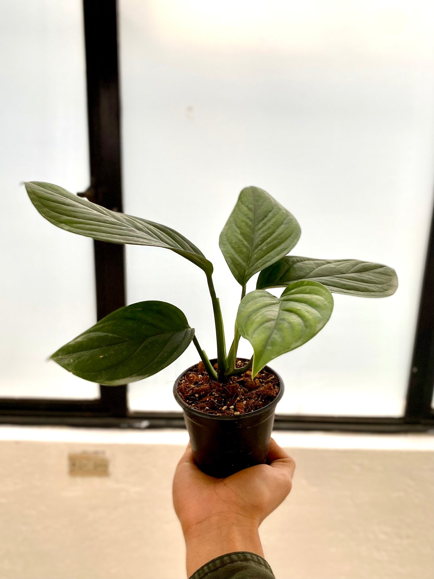 Monstera pinnatipartita (Estado Juvenil)