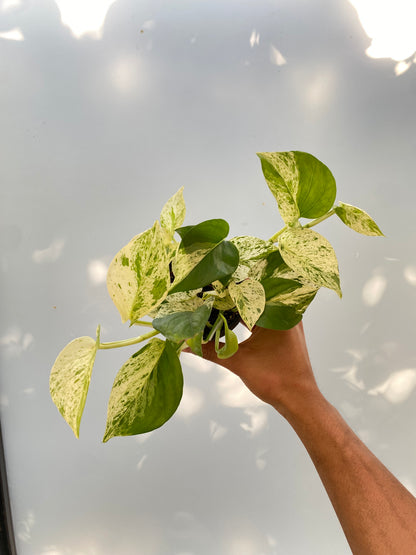 Pothos marble queen