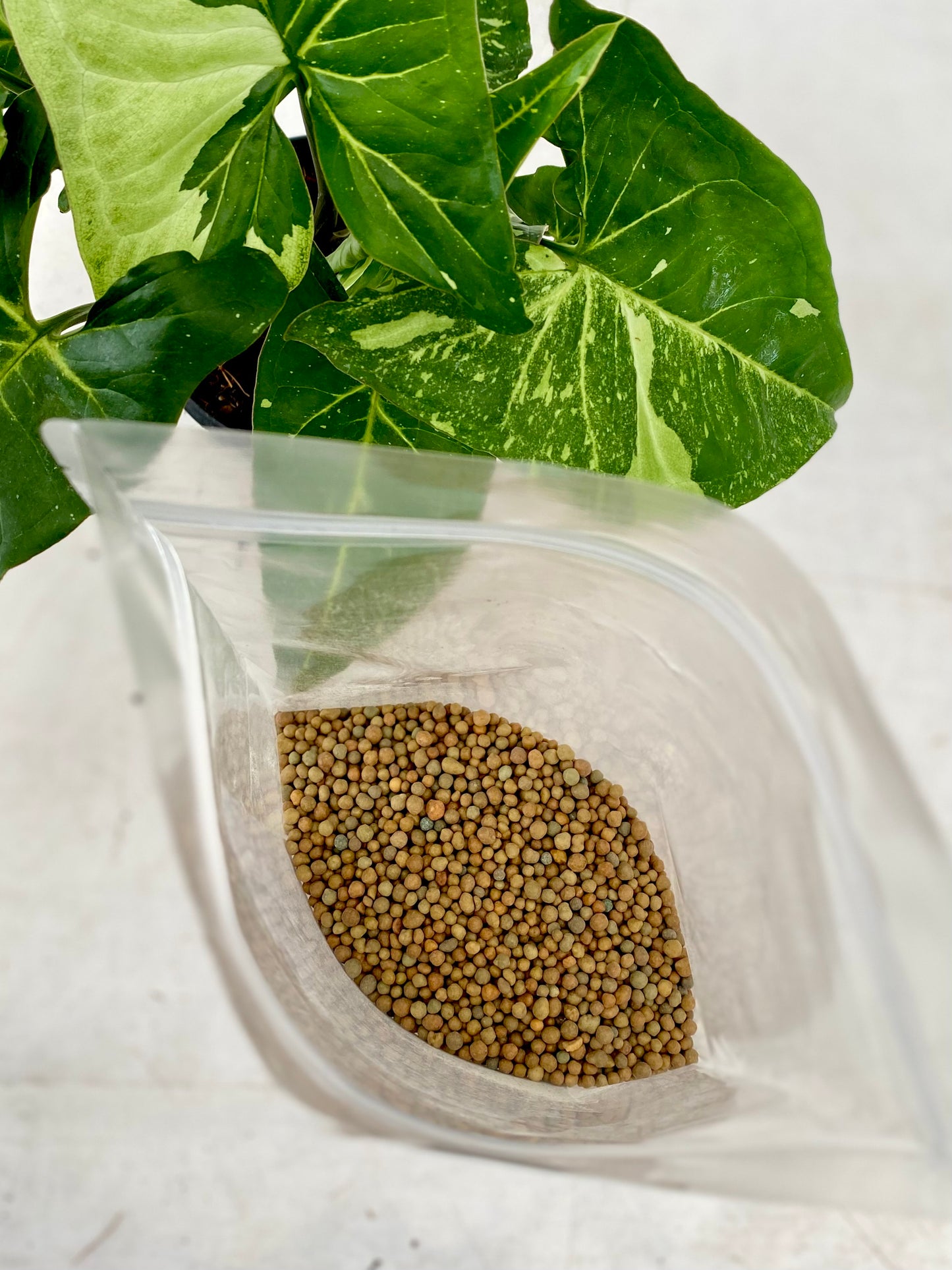 Fertilizante Osmocote Plus | Liberación Lenta por 6 Meses – NPK Controlado para Plantas de Interior y Exterior