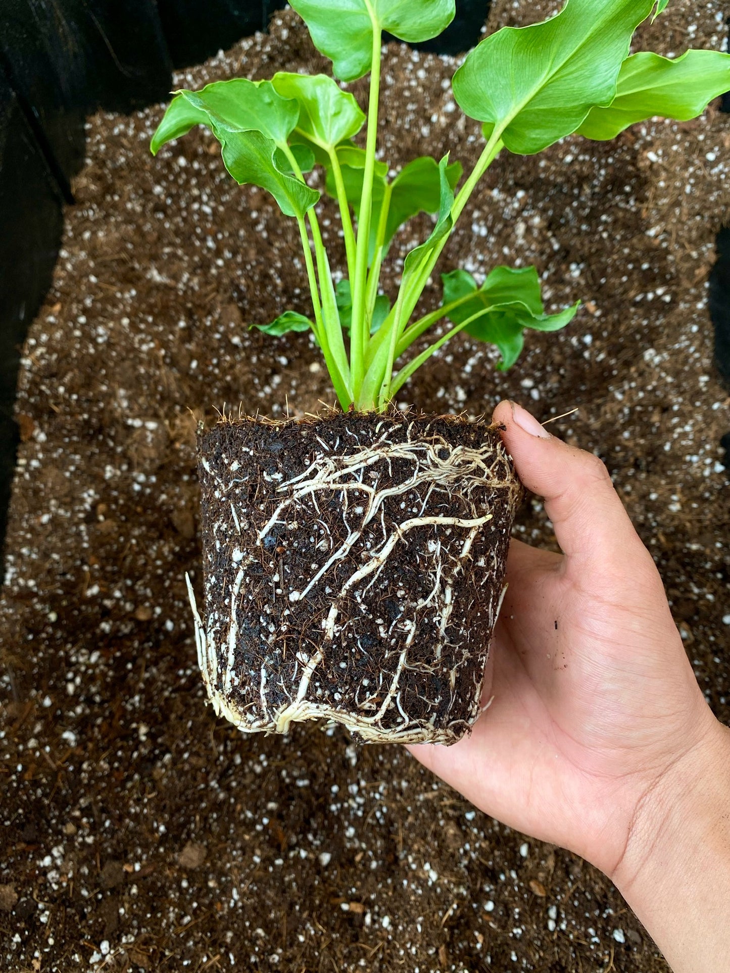 Sustrato Mix Tropical - Sustrato para plantas de interior