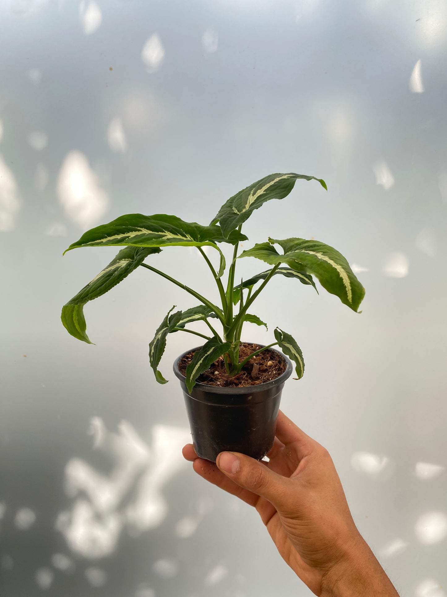 Singonio Wendlandii