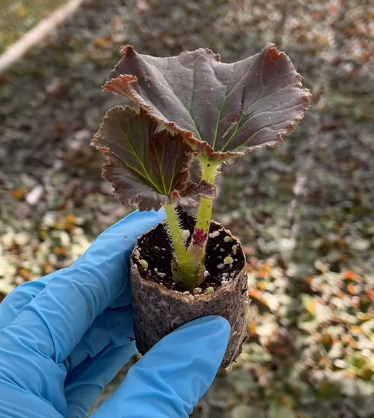 Sustrato de Propagación | Mezcla Estéril para Esquejes y Germinación – Peat Moss, Perlita y Vermiculita