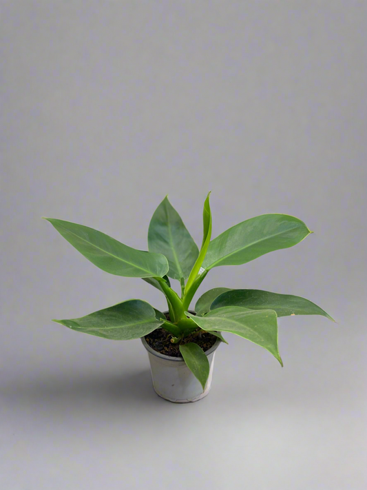 Filodendro imperial verde