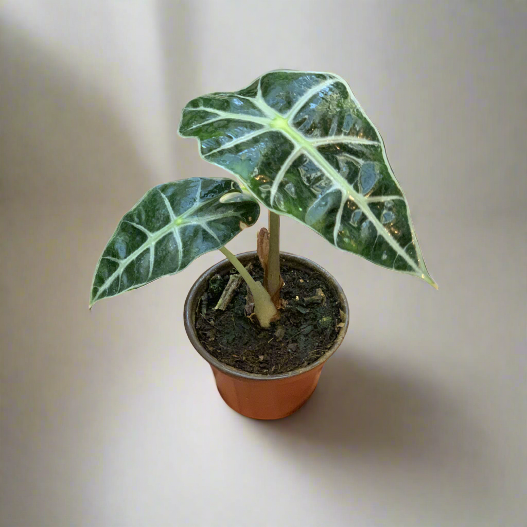 Alocasia Amazónica | Planta Tropical Exótica de Interior