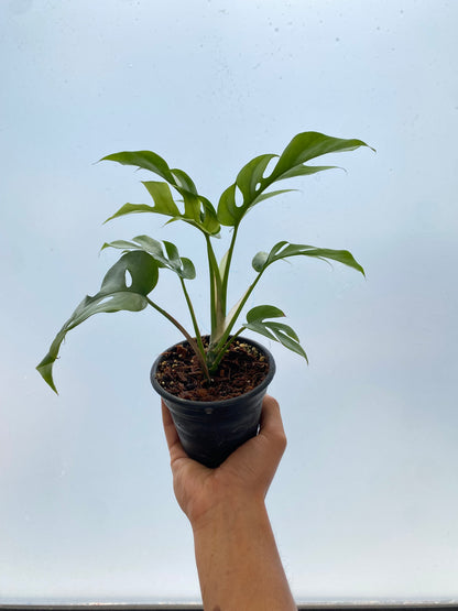 Raphidophora tetrasperma | Mini Monstera - Monstera minima