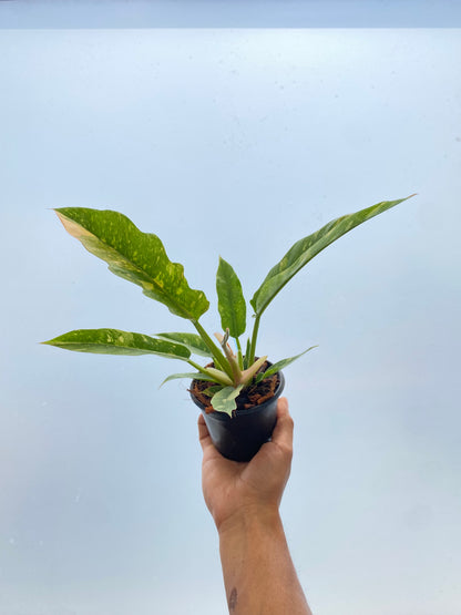 Filodendro - Philodendron Ring of Fire