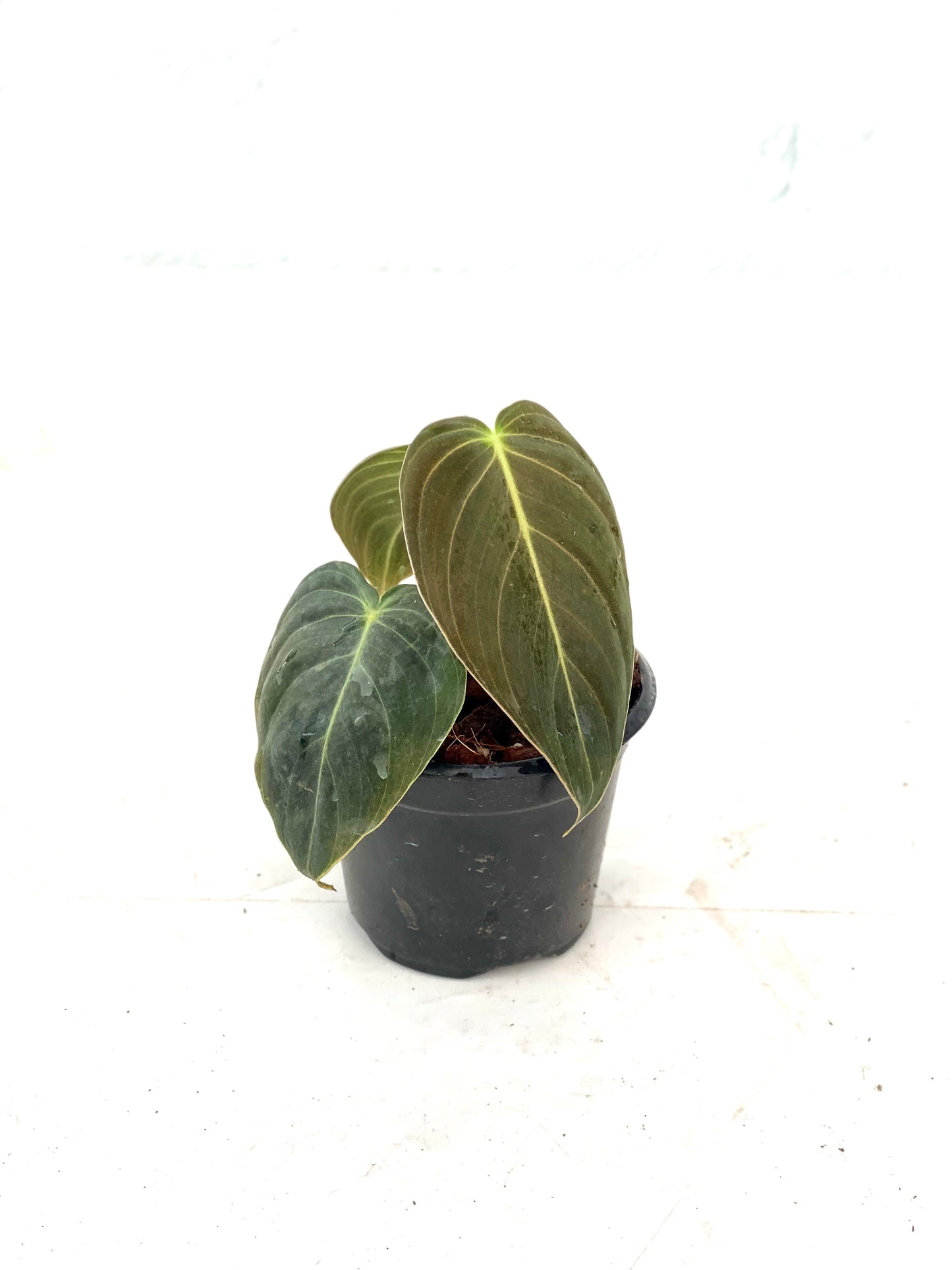 Filodendro Melanochrysum - Philodendron Melanochrysum