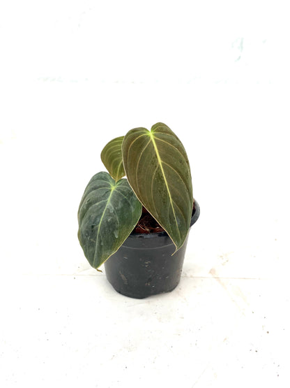 Filodendro Melanochrysum - Philodendron Melanochrysum
