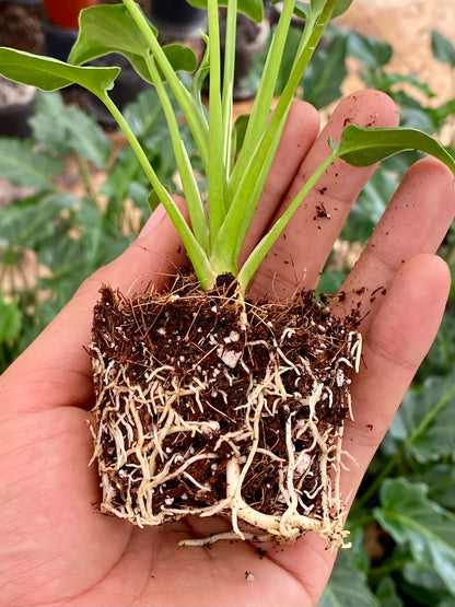 Sustrato Mix Tropical - Sustrato para plantas de interior