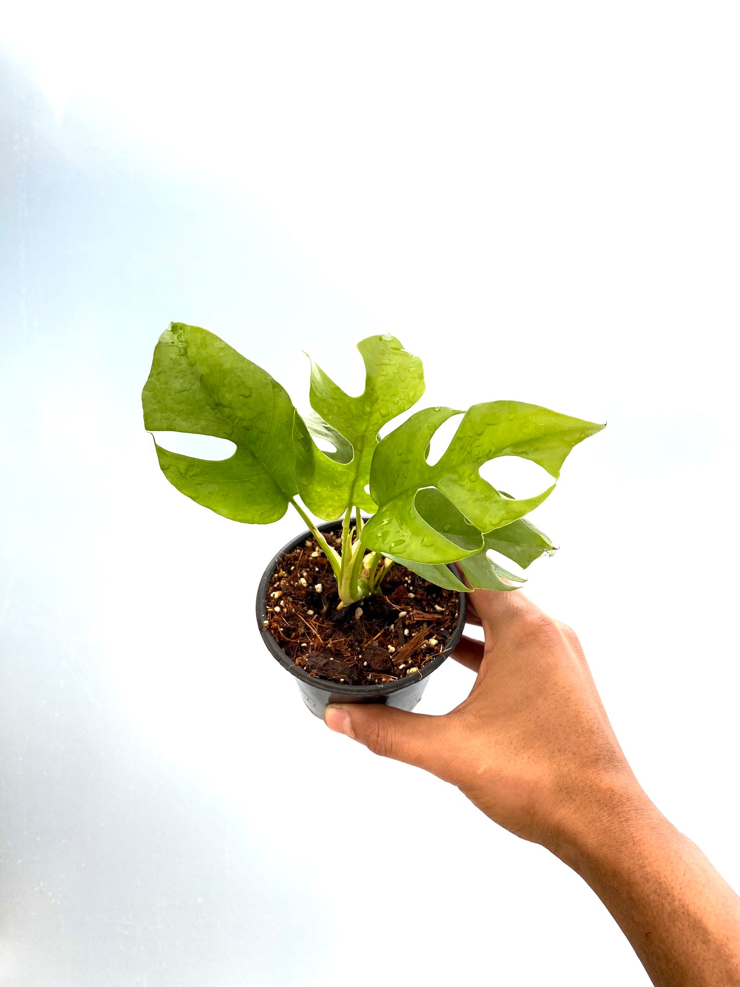 Raphidophora tetrasperma | Mini Monstera - Monstera minima